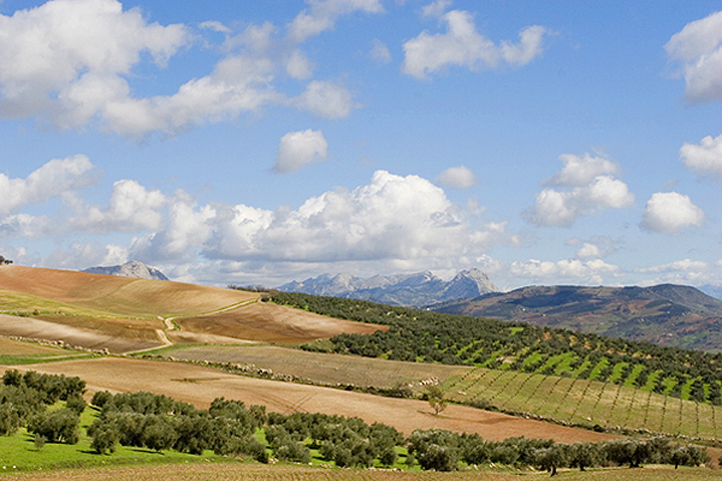 Antequera fields with mountain backdrop in Summer